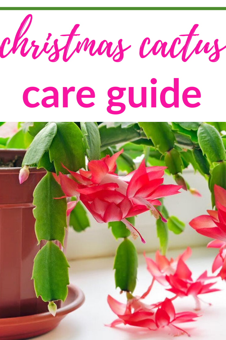 Christmas Cactus Care Tips And Tricks - Indoor Plant Care