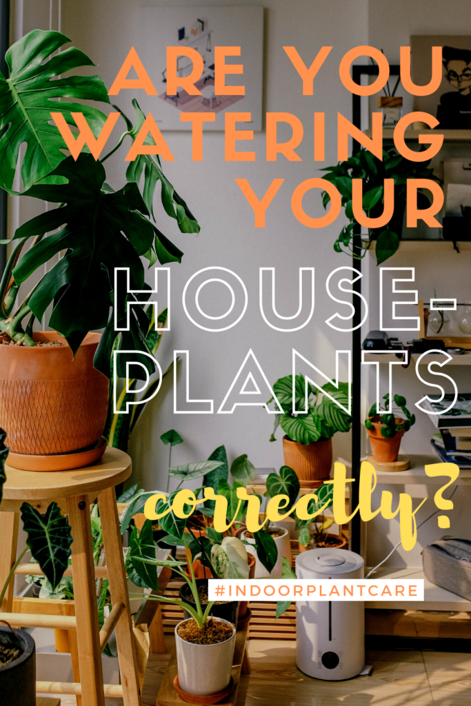 The Right Way To Water Houseplants - Indoor Plant Care
