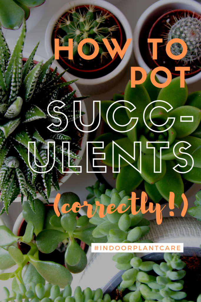 The Right Way To Pot Succulents - Indoor Plant Care