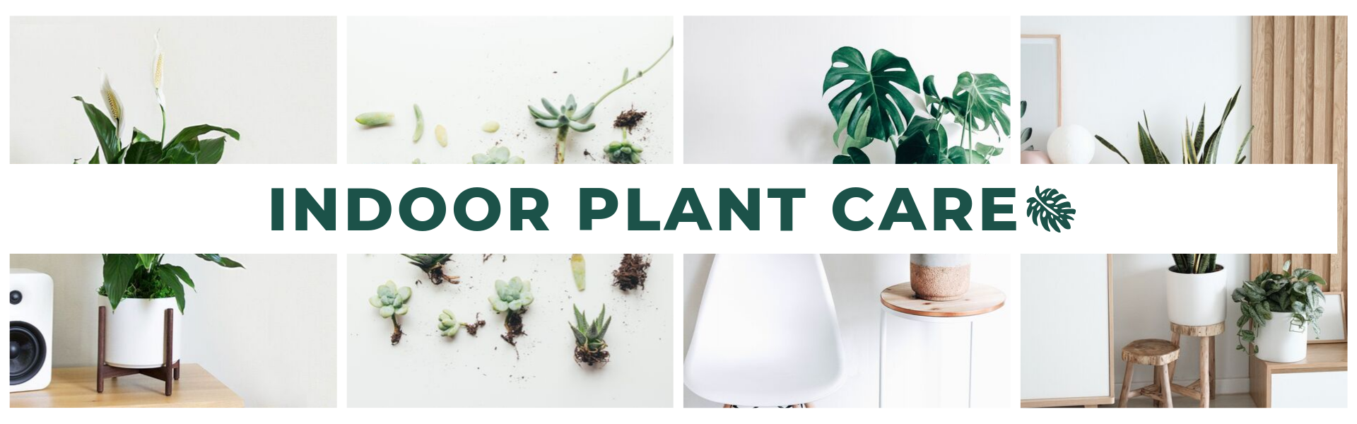 Super Simple Pilea Care Instructions Indoor Plant Care