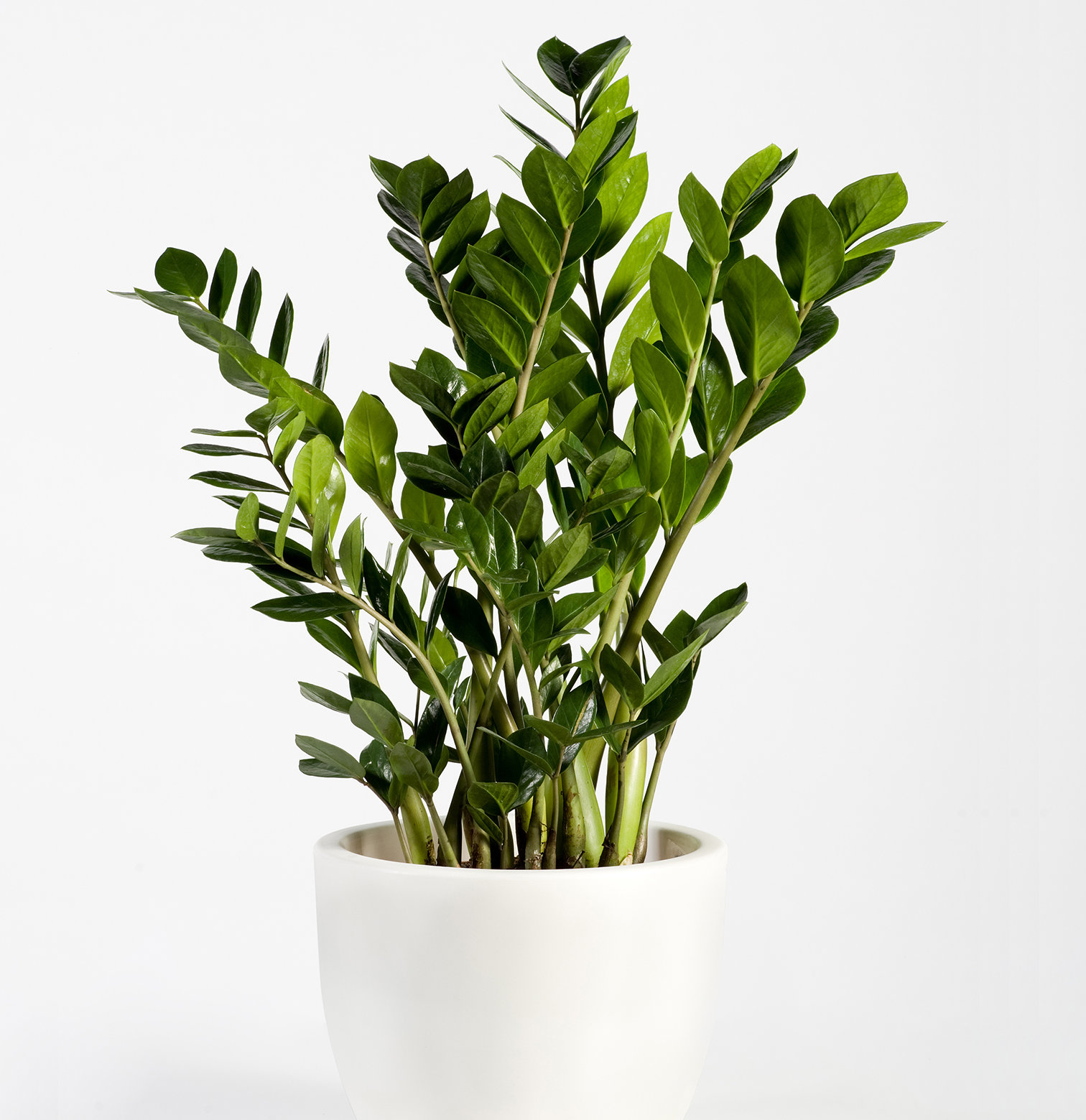 Low Light Houseplants For The Bathroom Indoor Plant Care