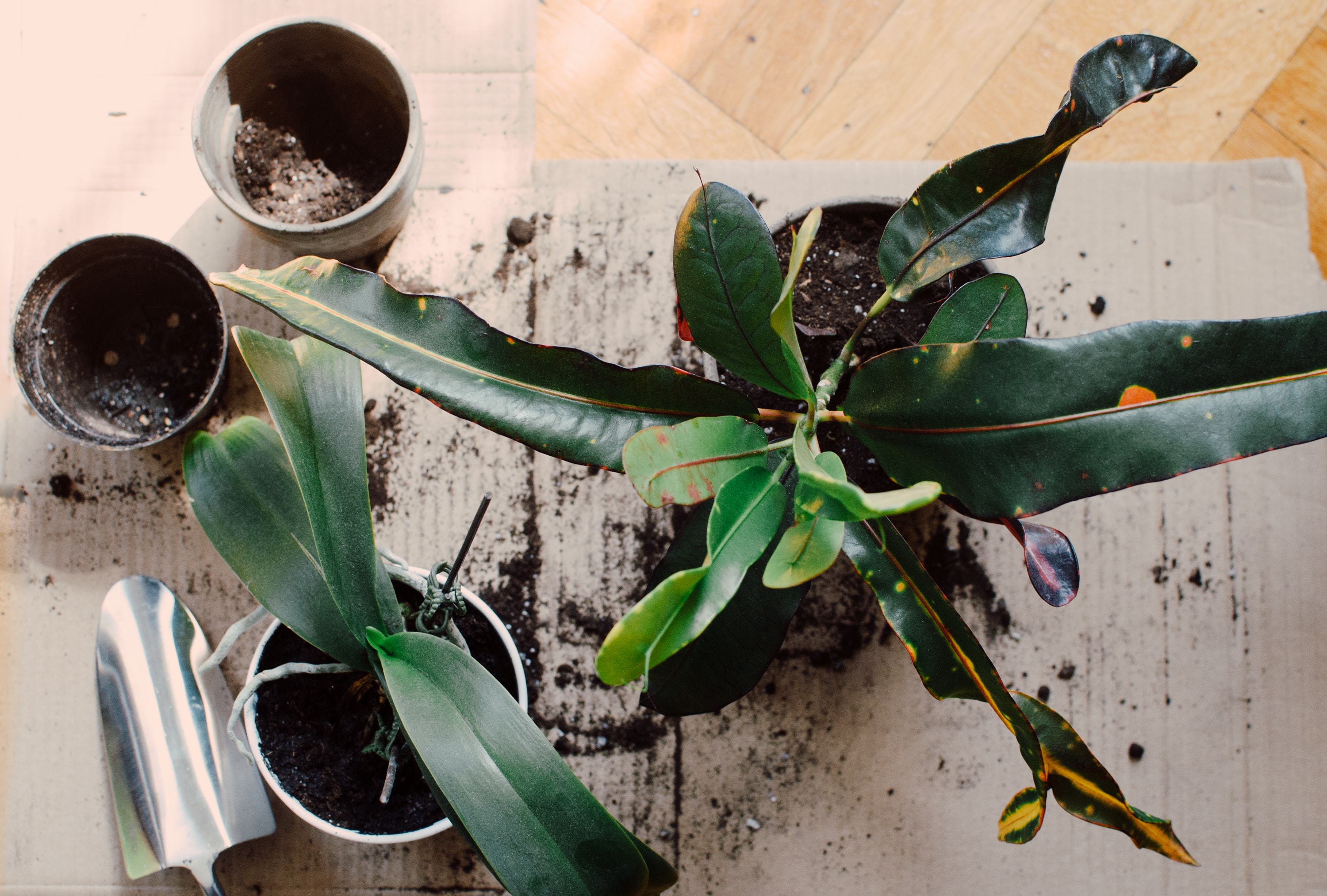 The Ultimate Houseplant Care Guide - Indoor Plant Care