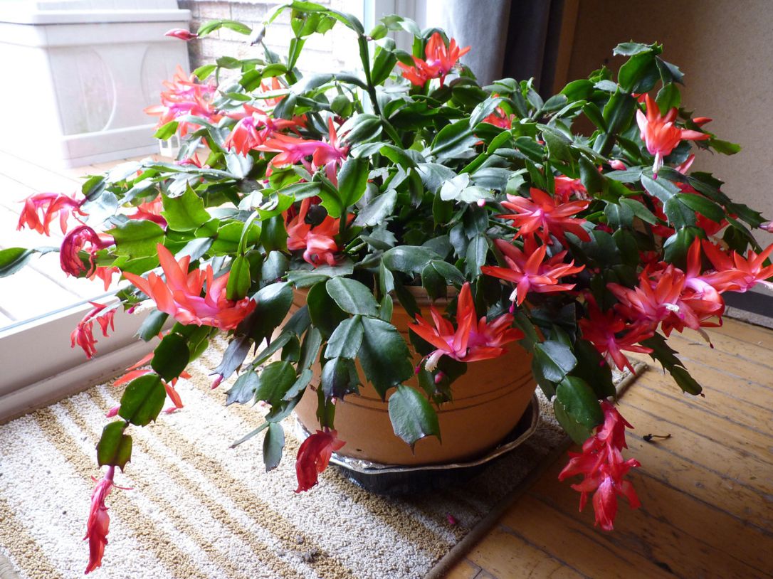 How To Fix A Wilting Christmas Cactus Indoor Plant Care