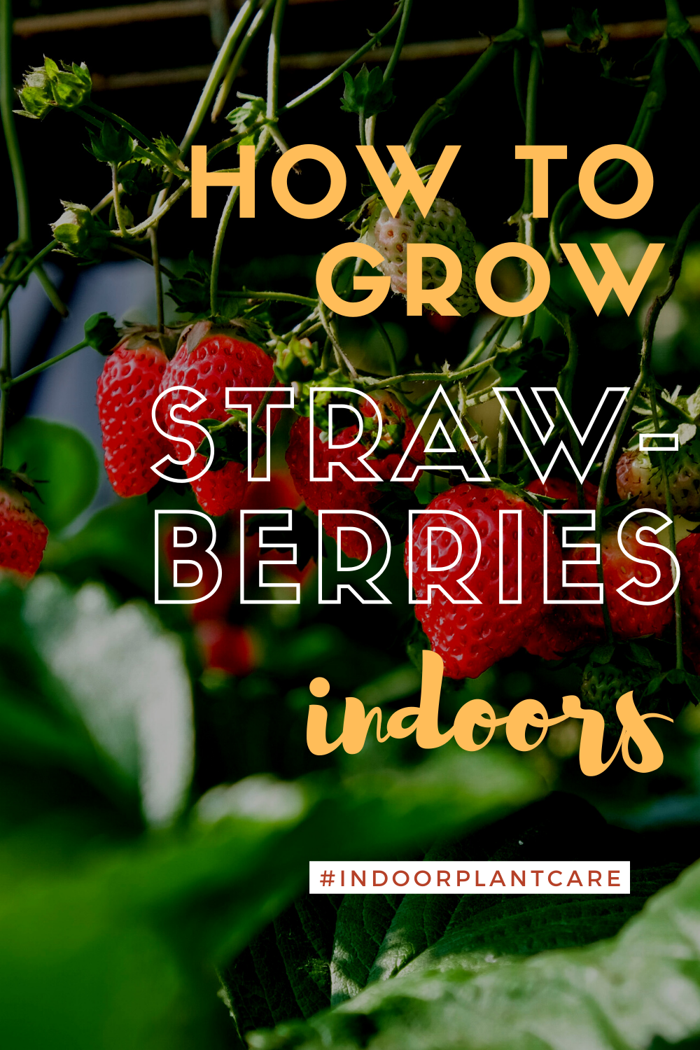 How To Grow Strawberries Indoors - Indoor Plant Care