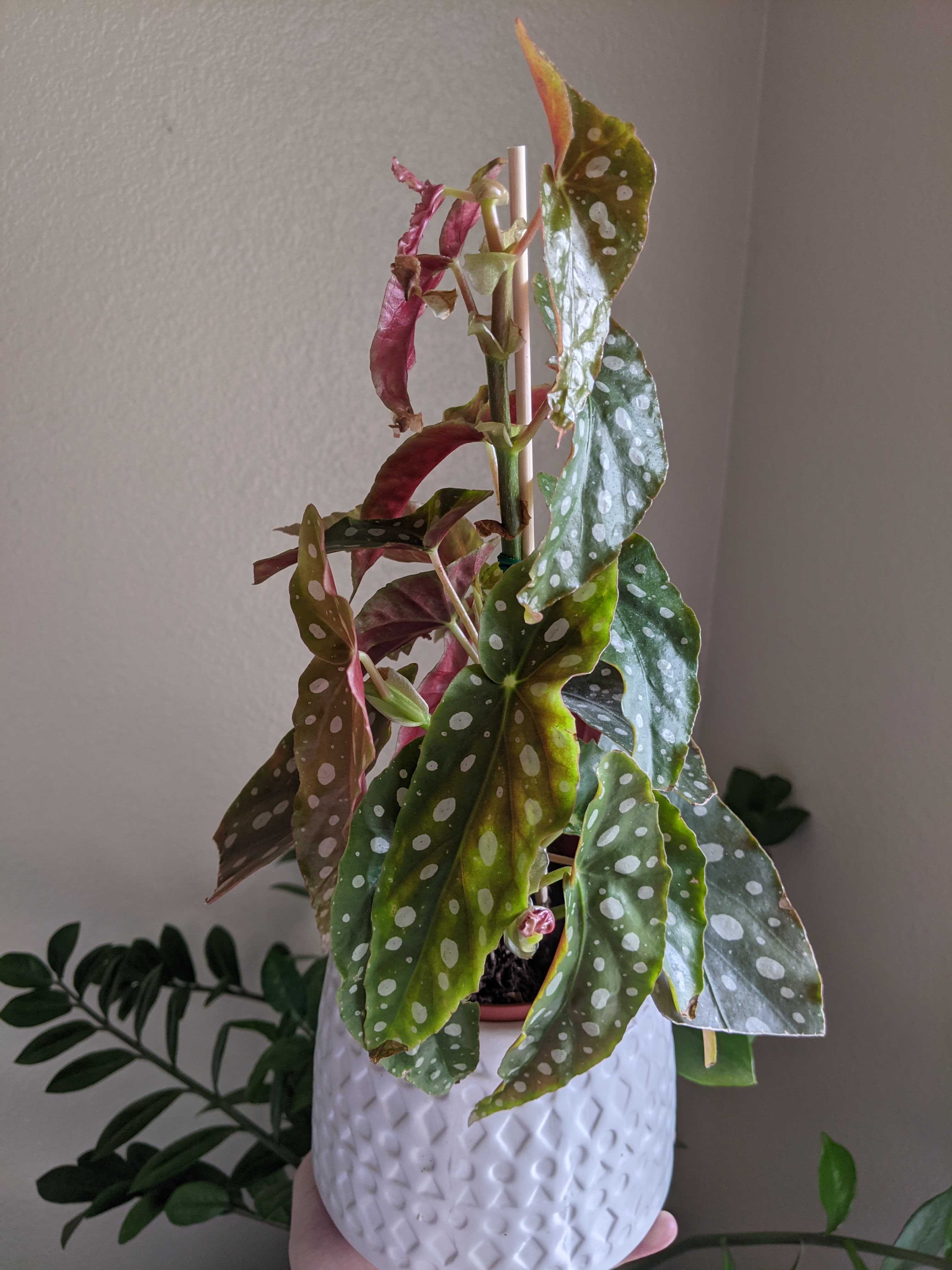 Your guide to Polka Dot Begonia propagation - Indoor Plant ...