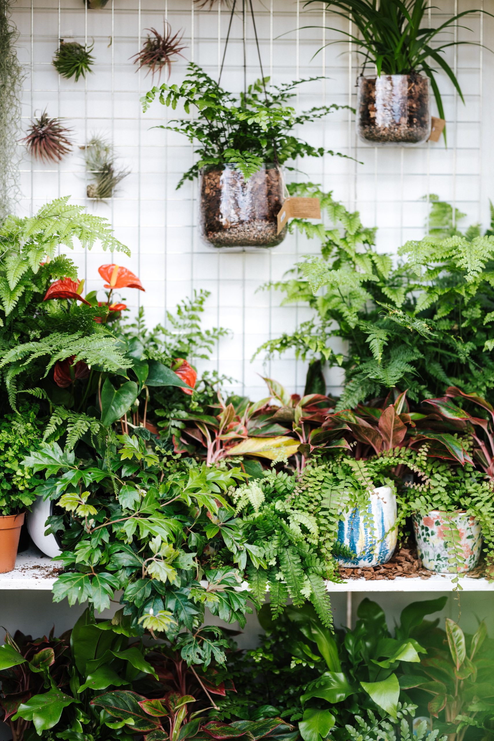 How To Increase Humidity For Your House Plants (and Other Indoor Plant ...