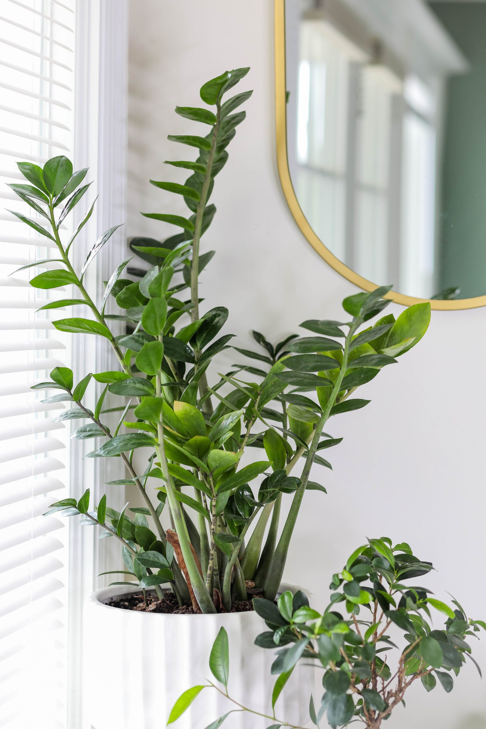 Five Steps To ZZ Plant Propagation - Indoor Plant Care