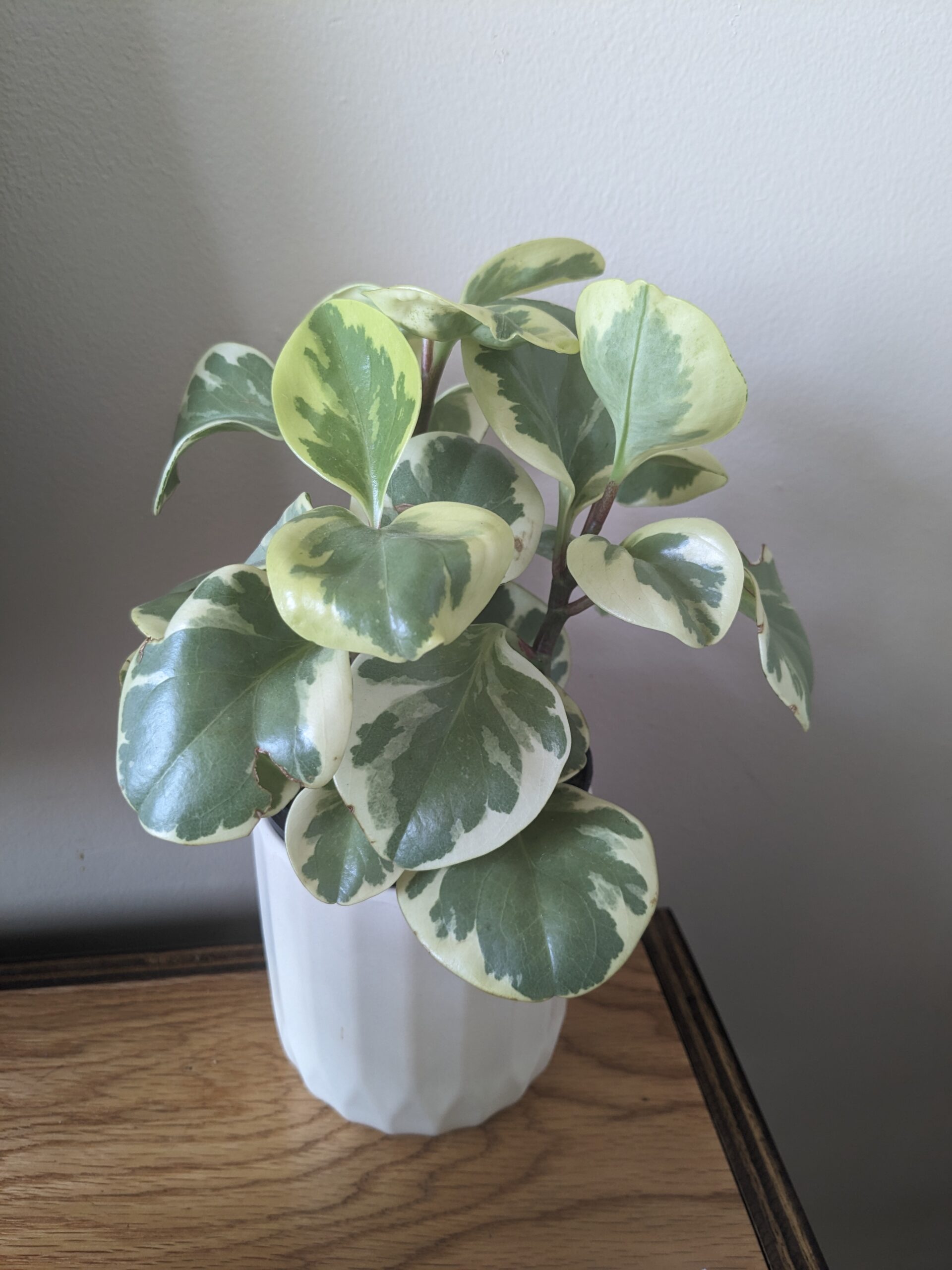 Peperomia Obtusifolia Care Guide | Indoor Plant Care